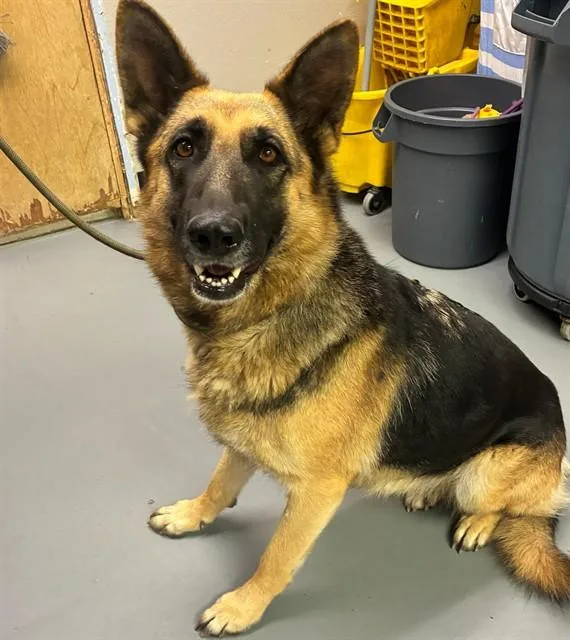 A young large-sized male German Shepherd Dog dog named Valkyrie for adoption in Phoenix, OR