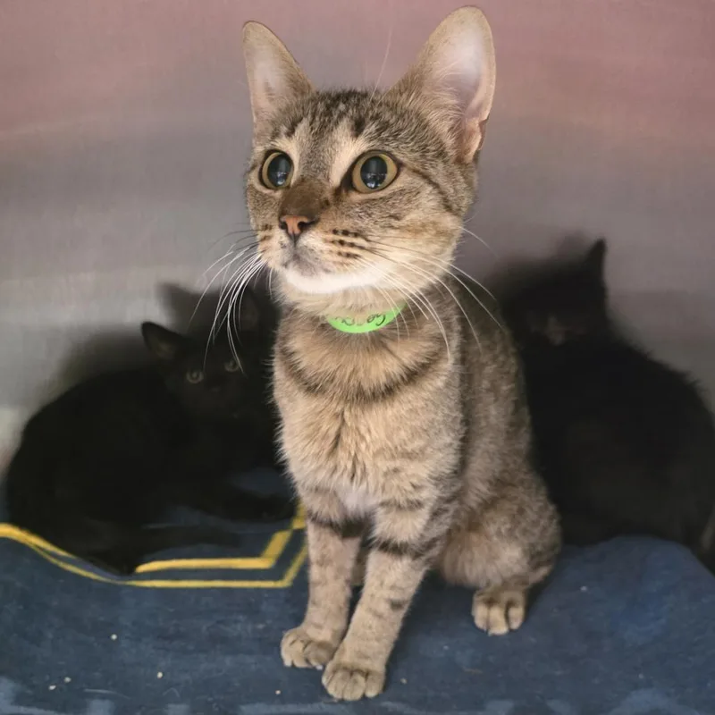 An adult medium-sized female Brown / Chocolate Domestic Short Hair cat named Lindsey Stirling for adoption in Fort Wayne, IN