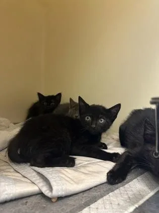 A young small-sized male Domestic Short Hair cat named Street Corn for adoption in King William, VA