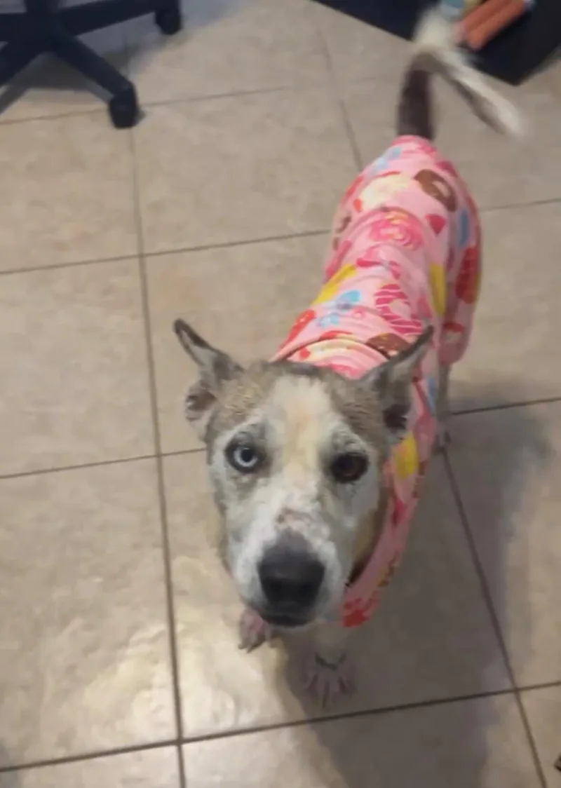 A young medium-sized female Gray / Blue / Silver Husky dog named Sweet Pea for adoption in Boulder, CO