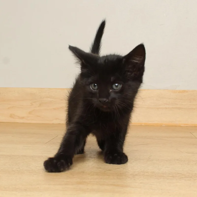 A baby small-sized male Black Domestic Short Hair cat named Walnut C for adoption in Minnetonka, MN