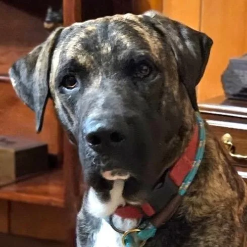 An adult large-sized male Mixed Breed dog named Jo for adoption in Chelmsford, MA