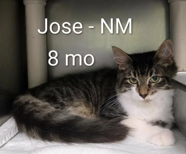 A baby medium-sized male Domestic Medium Hair cat named Jose for adoption in Amherst, VA