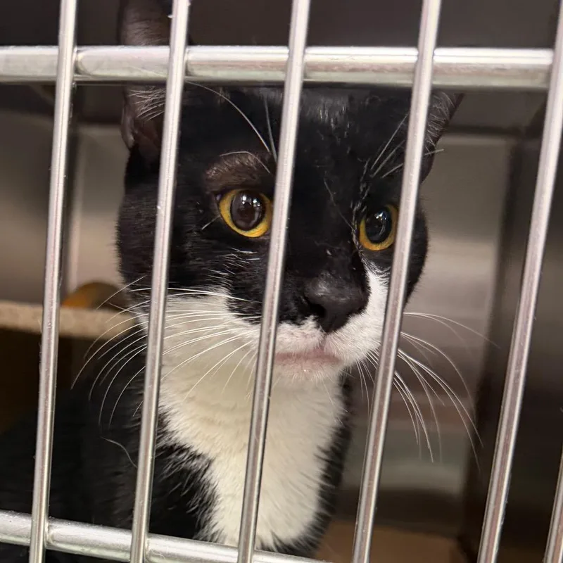 An adult medium-sized male Black Domestic Short Hair cat named Carlisle for adoption in Philadelphia, PA
