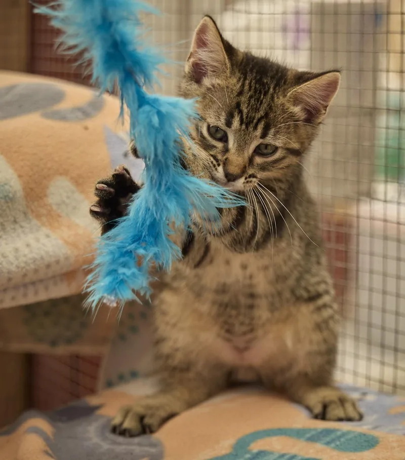A baby medium-sized male Domestic Short Hair cat named Tigger for adoption in Santa Barbara, CA