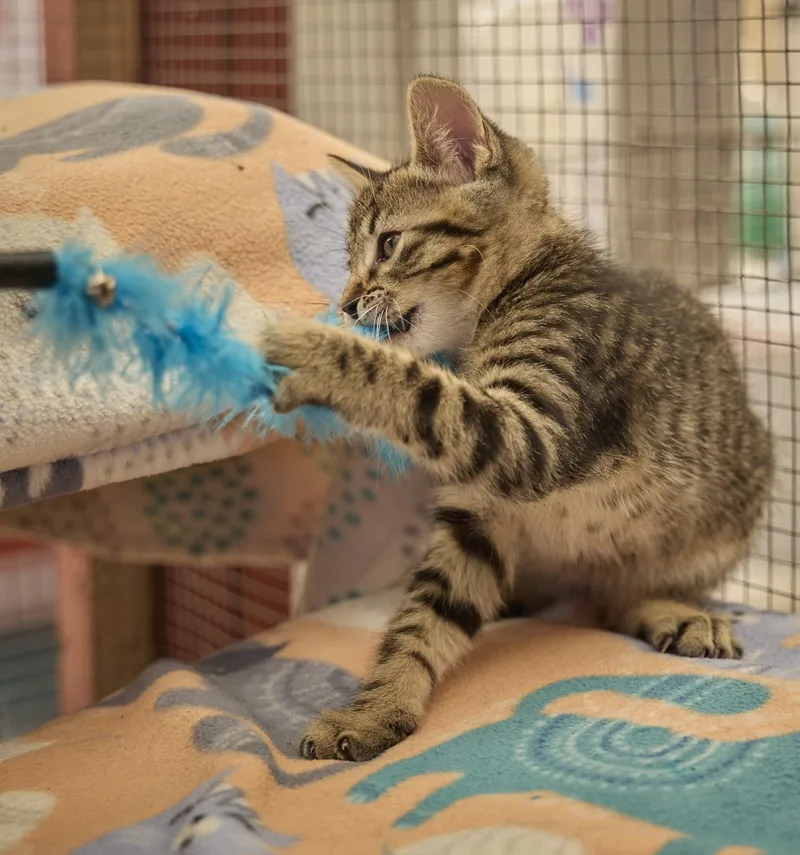 Tigger thumbnail 2