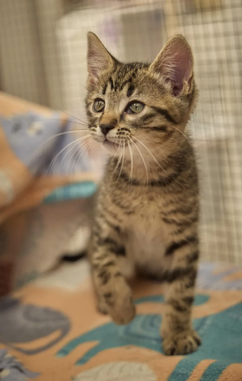 Tigger thumbnail 3