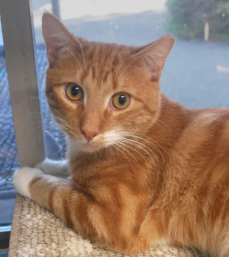 A baby medium-sized male Tabby cat named Candy Corn for adoption in Bloomingdale, NJ