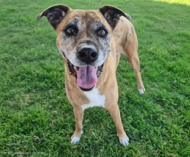 An adult medium-sized female Labrador Retriever dog named Millie for adoption in Albuquerque, NM