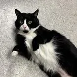 An adult medium-sized female Black & White / Tuxedo Domestic Medium Hair cat named Hostess Muffin for adoption in Hilliard, OH