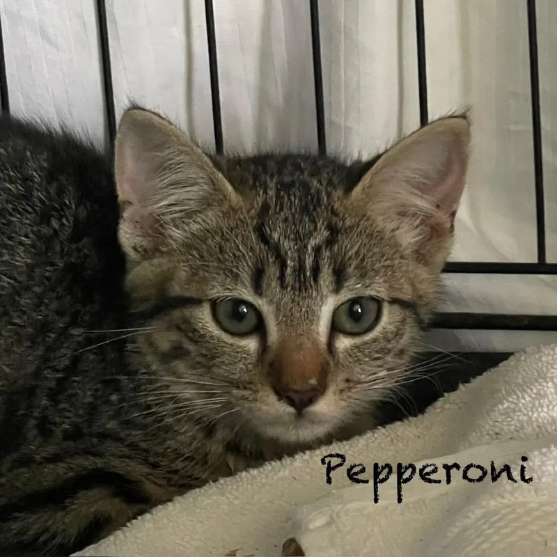 A baby small-sized female Brown / Chocolate Domestic Short Hair cat named Pepperoni A for adoption in SANTA ROSA BEACH, FL
