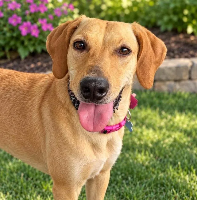 A young medium-sized female Hound dog named Freya for adoption in Inverness, FL