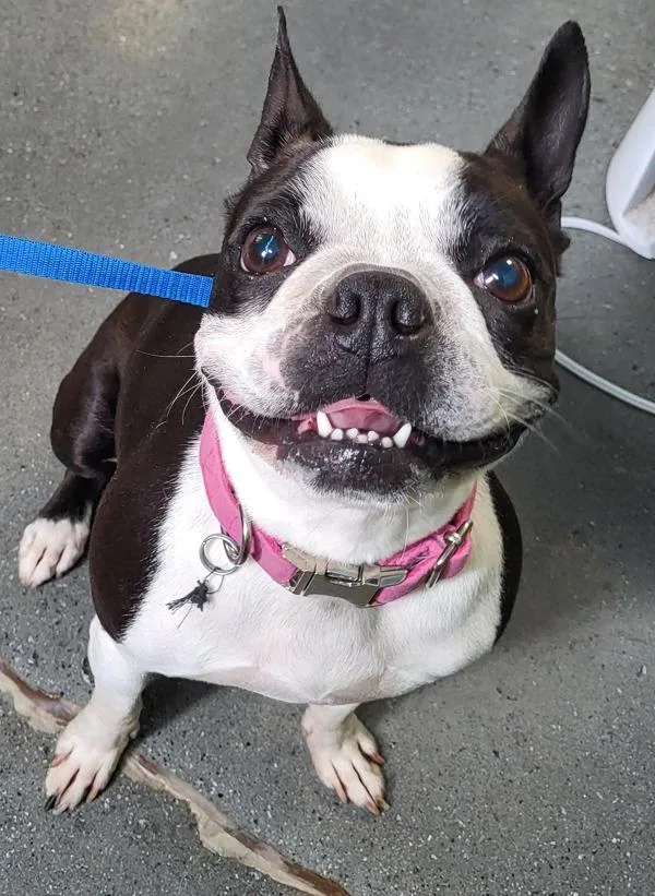 An adult small-sized female Boston Terrier dog named Pen  Skye for adoption in Lawrenceville, GA