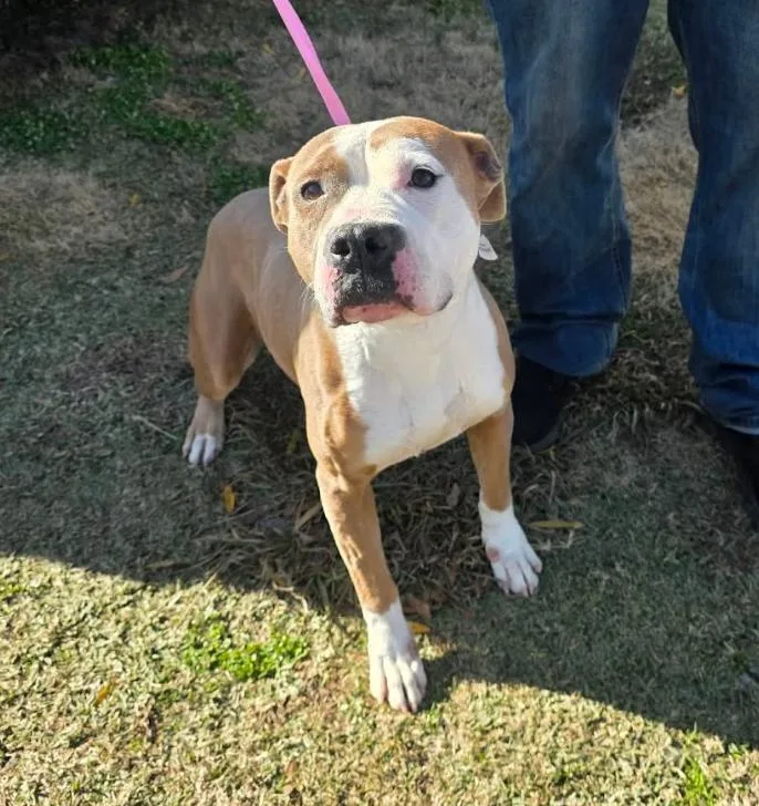 A senior medium-sized female Red / Chestnut / Orange Mixed Breed dog named Baby for adoption in Springhill, LA