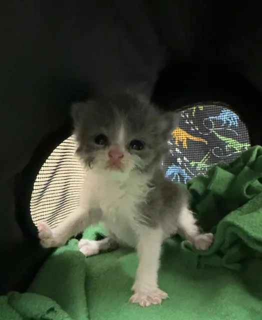 A baby small-sized female Domestic Short Hair cat named Olive for adoption in Riverside, CA