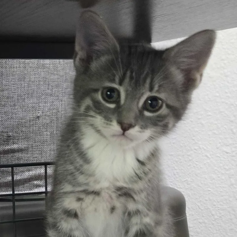 Mittens