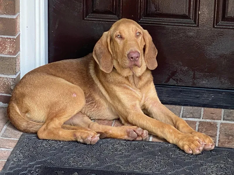 A young large-sized male Red / Chestnut / Orange Bloodhound dog named Harrison for adoption in Houston, TX