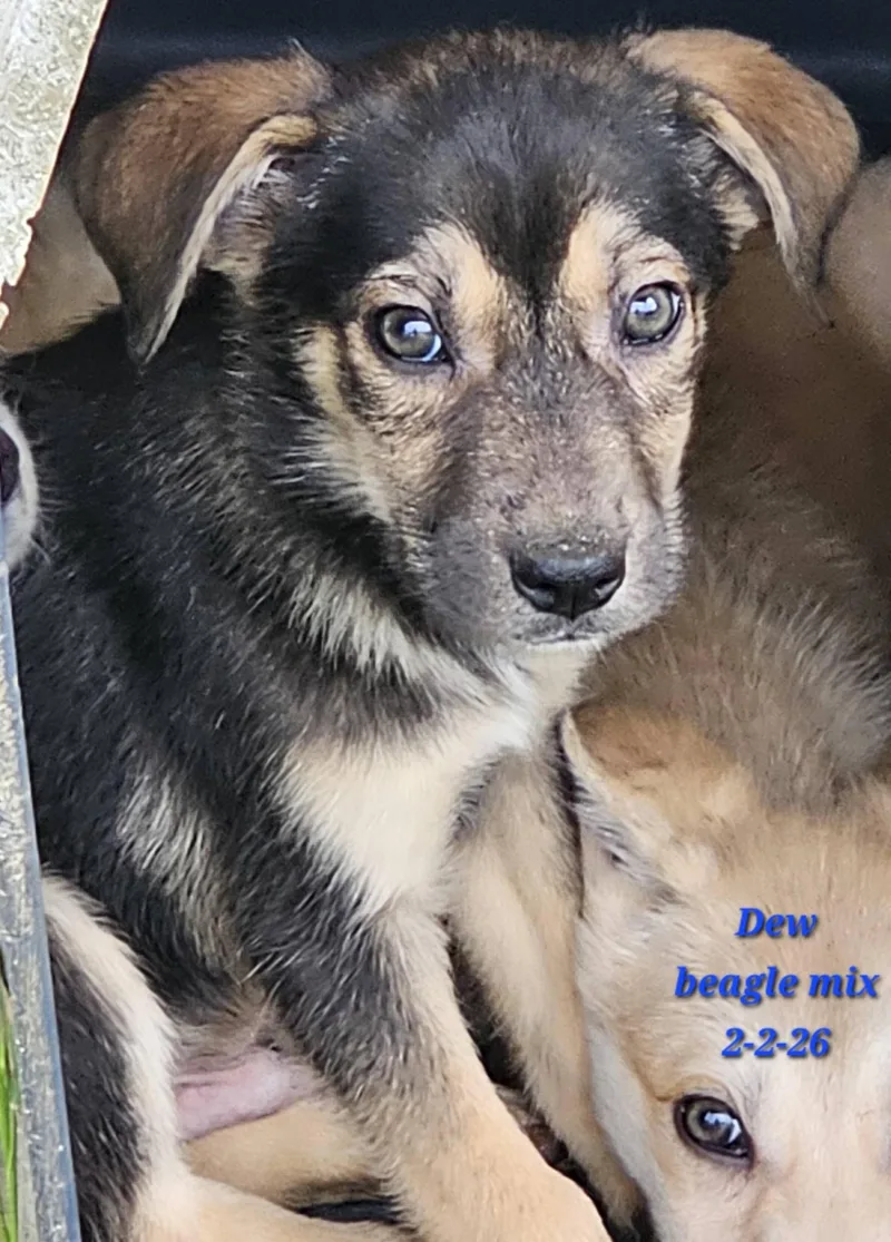 A baby medium-sized male Black Beagle dog named Dew for adoption in Fort Payne, AL