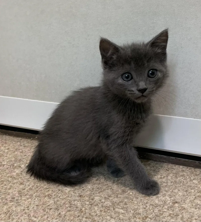 A young medium-sized male Gray / Blue / Silver Domestic Short Hair cat named Asher for adoption in Mc Cormick, SC