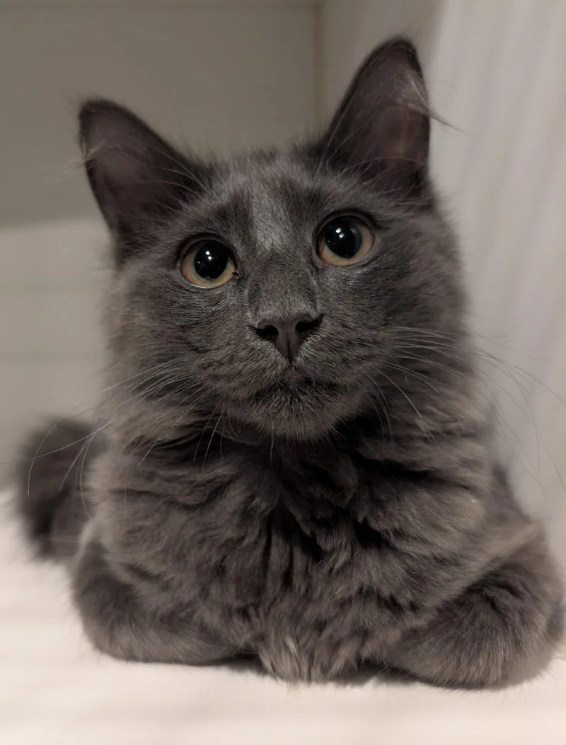 A young medium-sized male Gray / Blue / Silver Domestic Medium Hair cat named Clyde .. for adoption in Apopka, FL