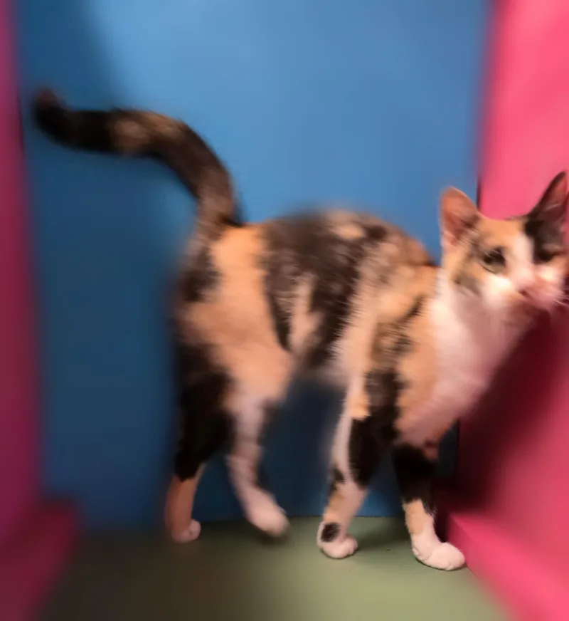 An adult small-sized female Calico cat named Sparkle for adoption in Silver Springs, FL