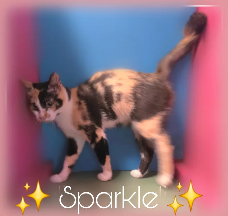 Sparkle thumbnail 2