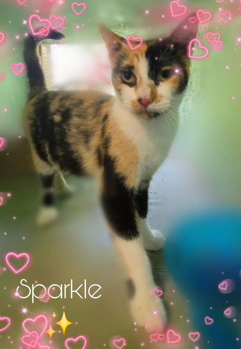 Sparkle thumbnail 3