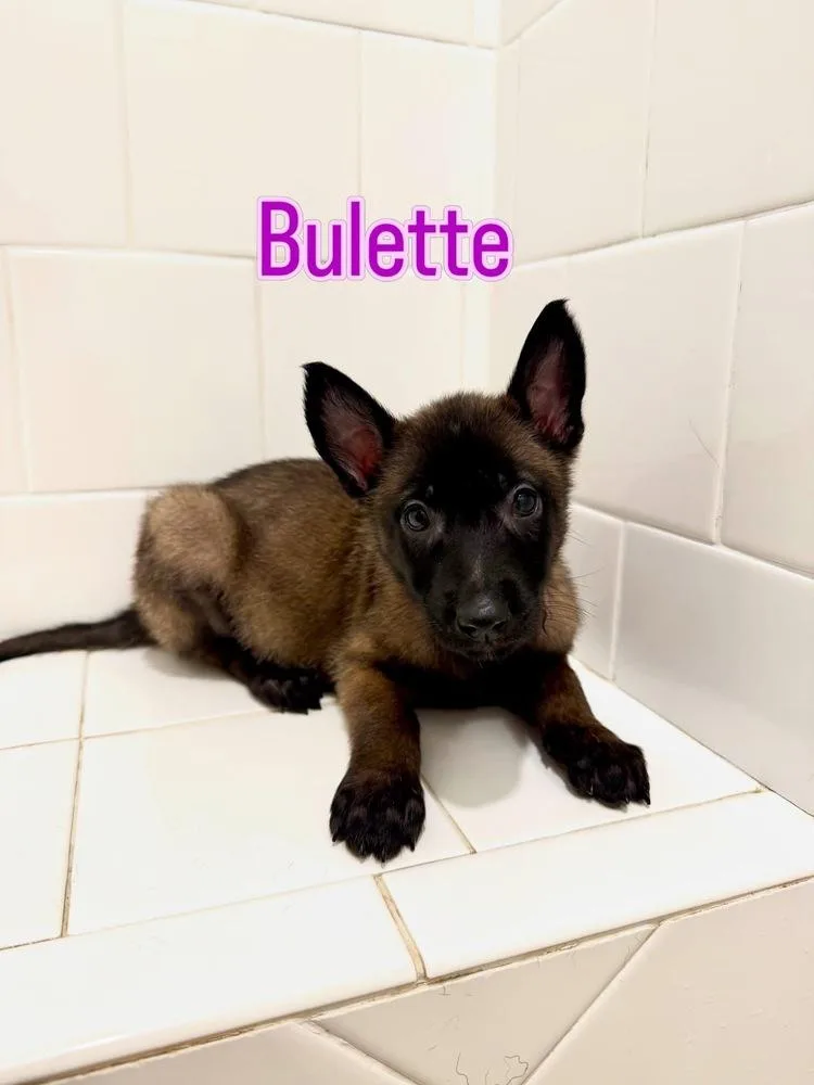 A baby small-sized female Belgian Shepherd / Malinois dog named Dnd Litter Bulette for adoption in Imlay City, MI