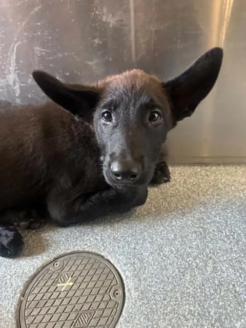 A baby small-sized female German Shepherd Dog dog named Jewels for adoption in Tustin, CA