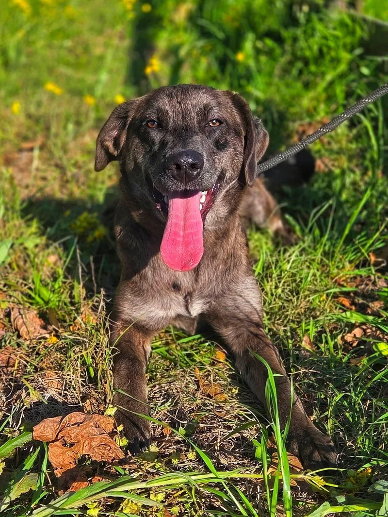 Lavender thumbnail 2