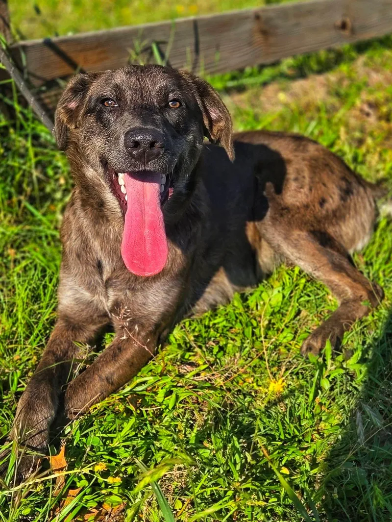 Lavender thumbnail 3