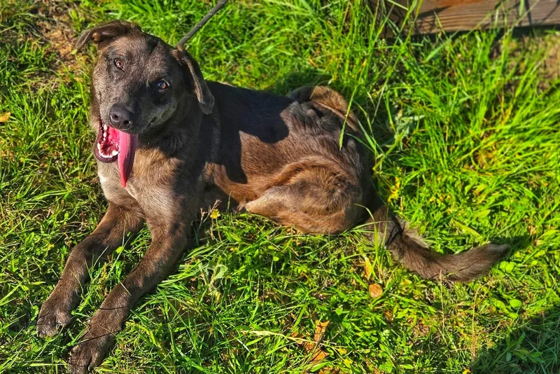 Lavender thumbnail 4