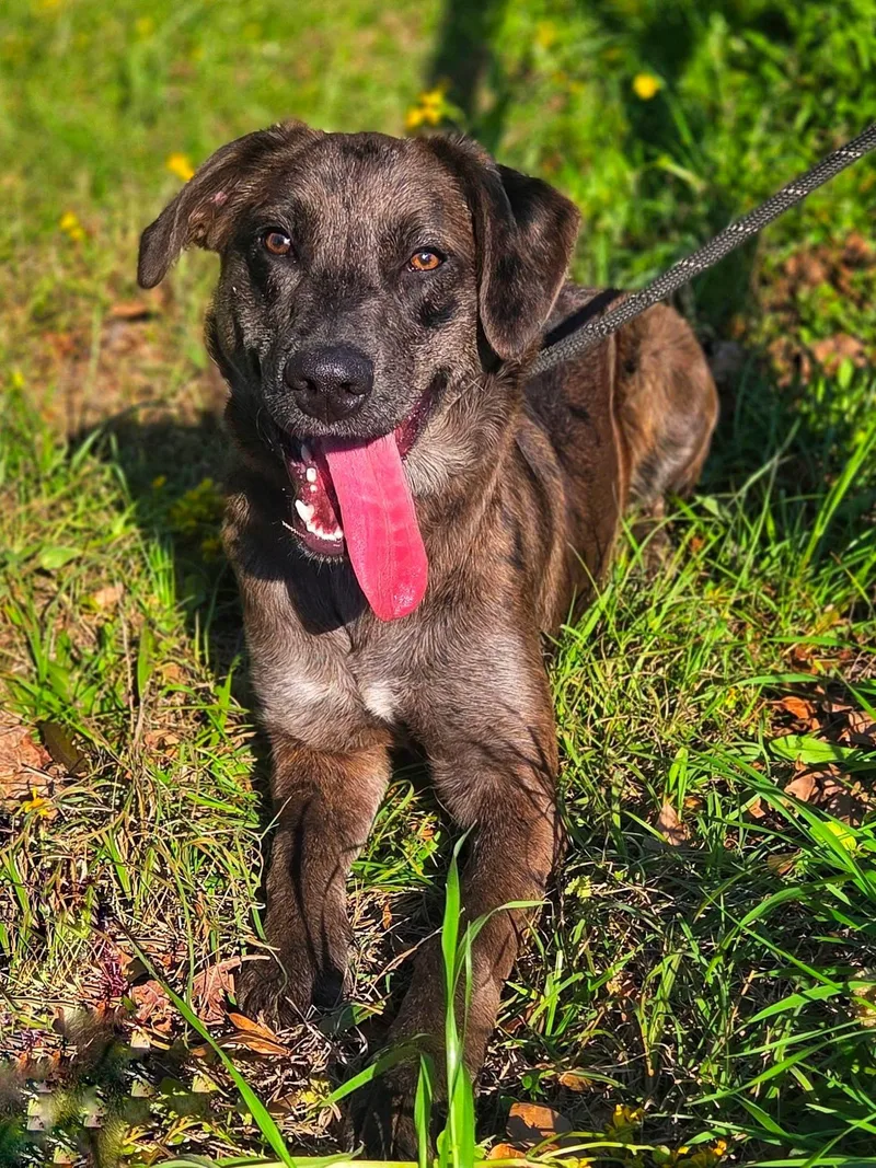 Lavender thumbnail 5