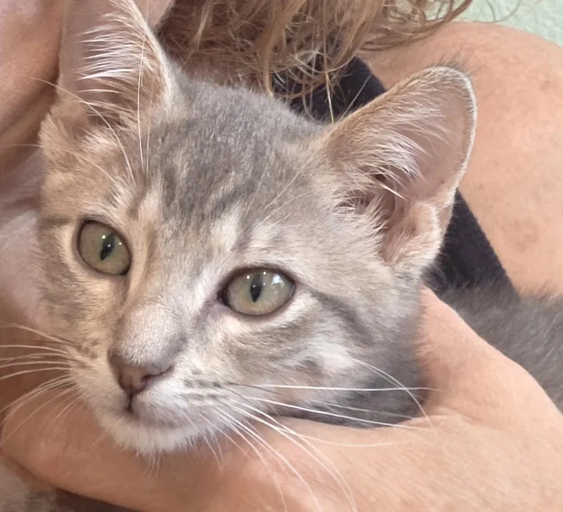 A young medium-sized male Domestic Short Hair cat named Stumpy for adoption in Denver, CO