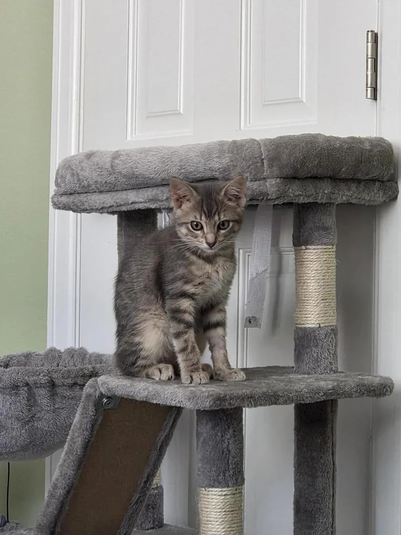 Stumpy thumbnail 2