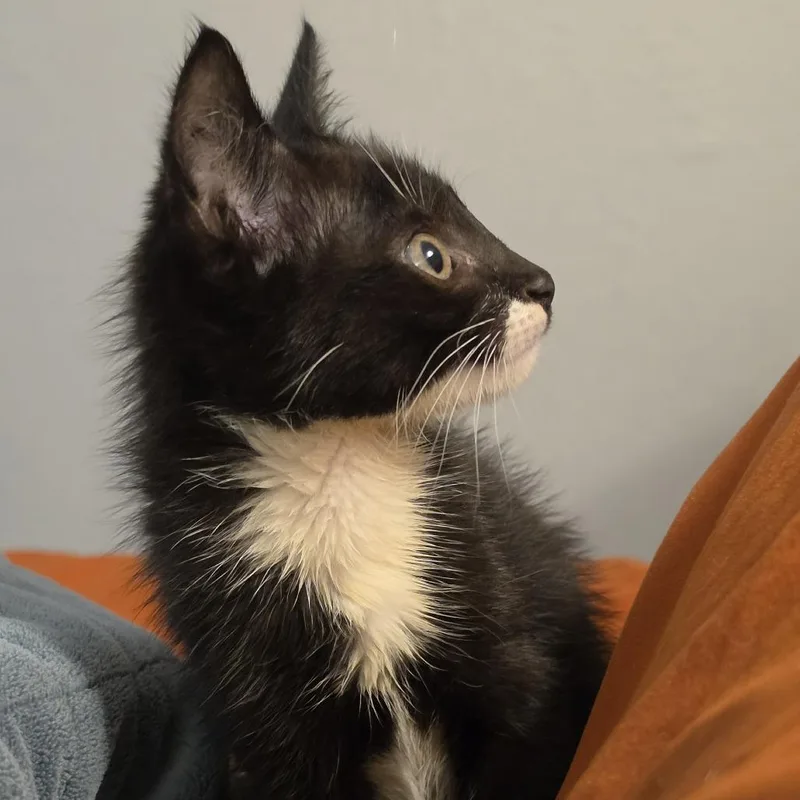 A baby small-sized female Black Domestic Short Hair cat named Fighting Falcon for adoption in Jacksonville, FL