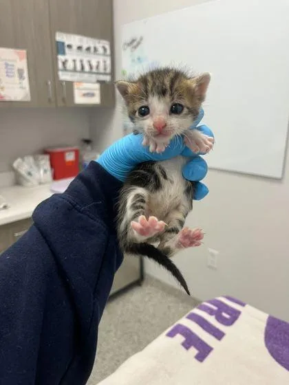 A baby small-sized female Brown / Chocolate Domestic Short Hair cat named Ruby for adoption in Kansas City, MO