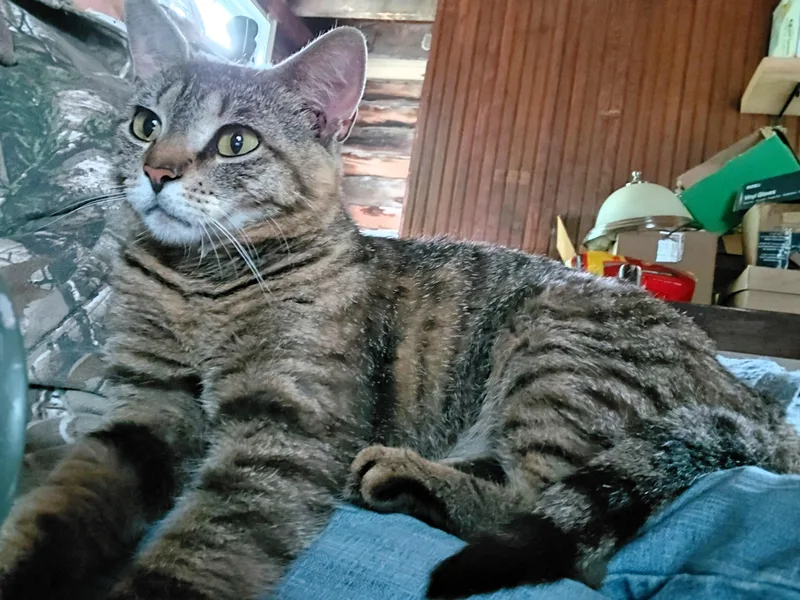 A young medium-sized female Tabby (Buff / Tan / Fawn) Domestic Short Hair cat named Luna for adoption in Paris, KY
