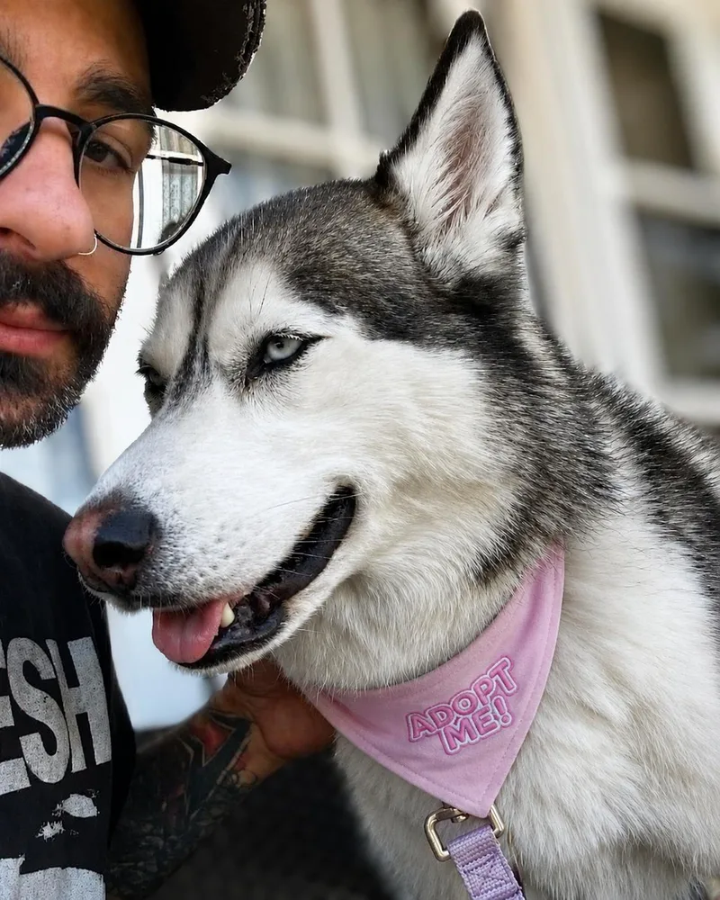An adult medium-sized female Husky dog named Skye for adoption in Valley Village, CA