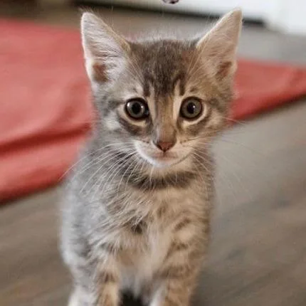 A baby small-sized female Gray / Blue / Silver Domestic Short Hair cat named Baby Girl for adoption in Pasadena, CA