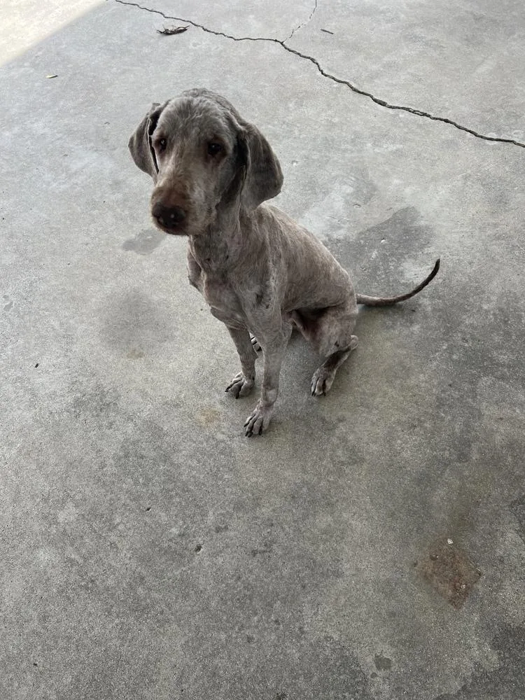 A senior large-sized female Yellow / Tan / Blond / Fawn Labrador Retriever dog named Cd : Avery for adoption in Aurora, IN