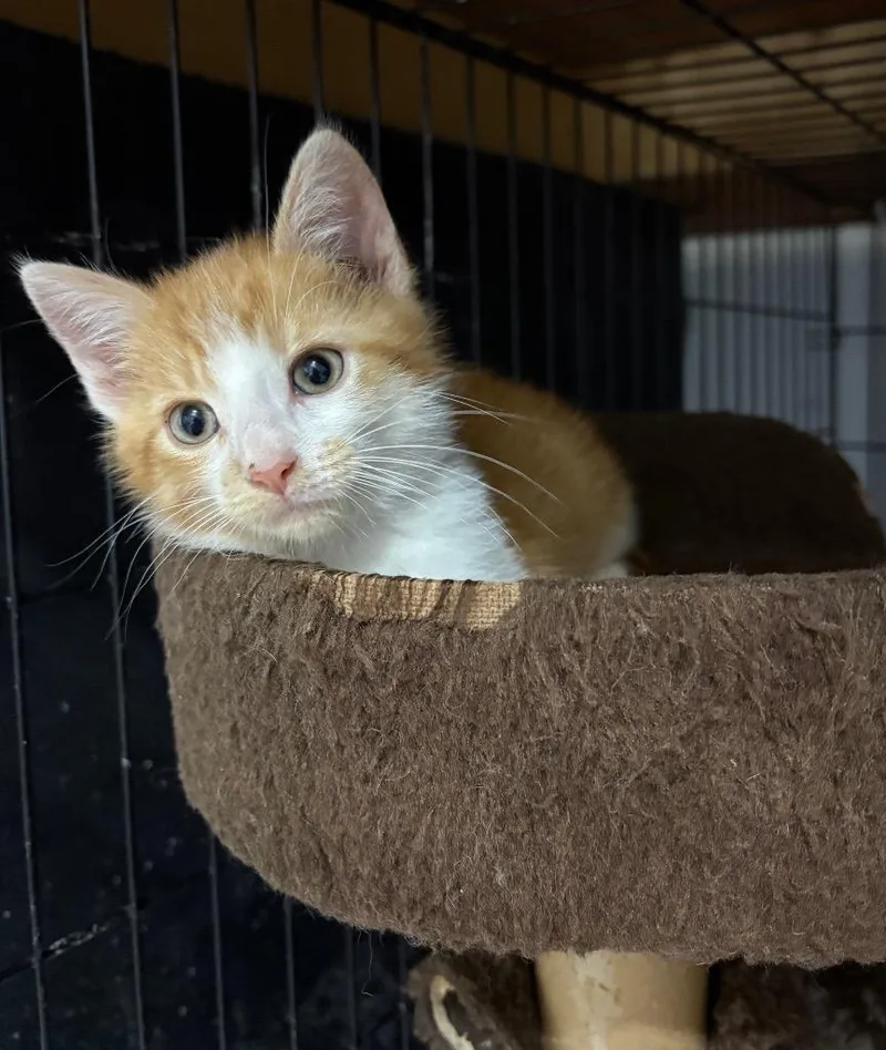 A baby small-sized male Domestic Short Hair cat named Simon for adoption in Kell, IL