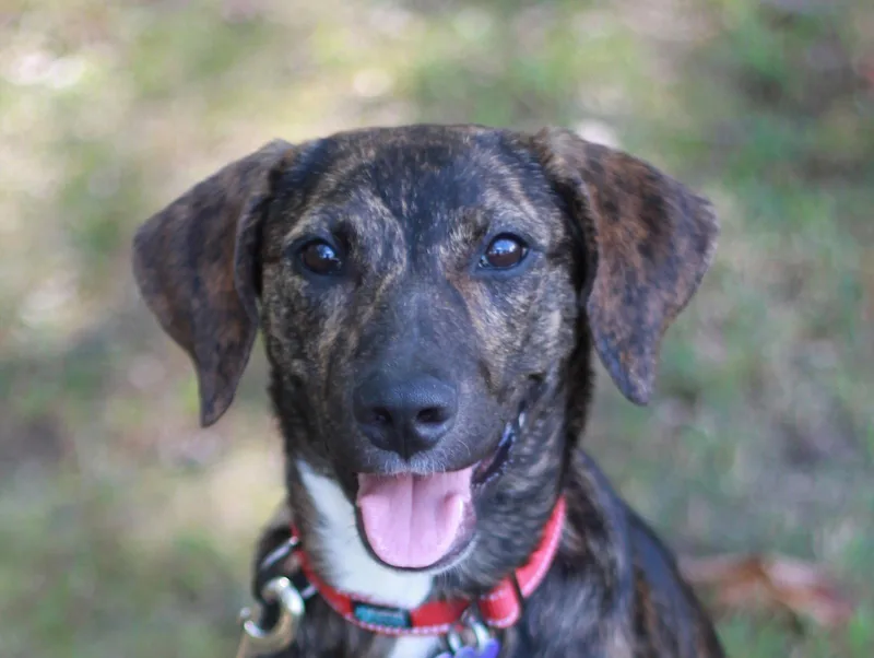 A young medium-sized female Mountain Cur dog named Noel for adoption in Cookeville, TN