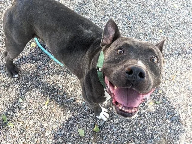A young large-sized male Pit Bull Terrier dog named Auggie for adoption in Phoenix, AZ