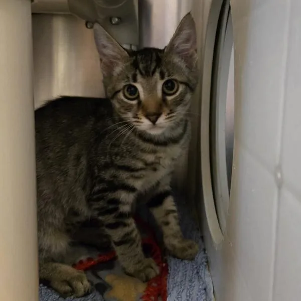 A baby medium-sized female Domestic Short Hair cat named Ruby for adoption in Oakland, CA