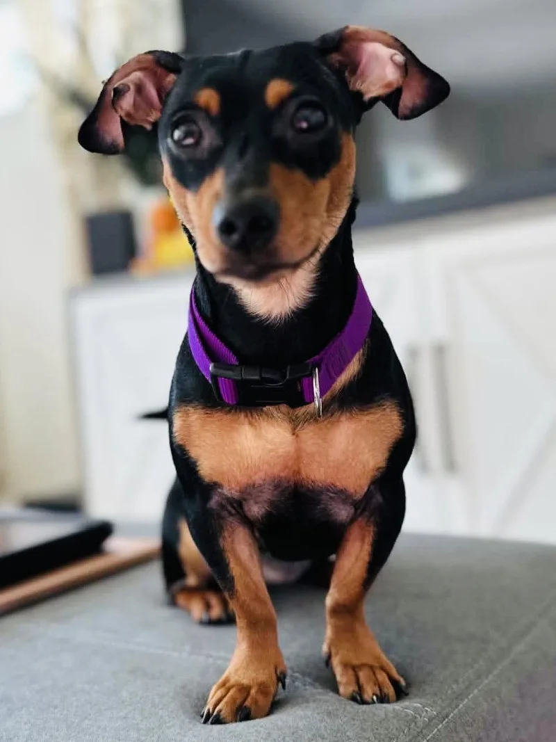 A young medium-sized female Dachshund dog named Mulan for adoption in Greenville, SC
