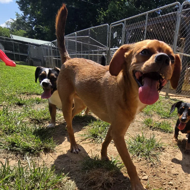 An adult small-sized male Yellow / Tan / Blond / Fawn Boston Terrier dog named Chevy for adoption in Athens, AL