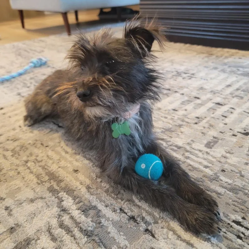 A young small-sized female Miniature Schnauzer dog named Winnie for adoption in Pleasanton, CA