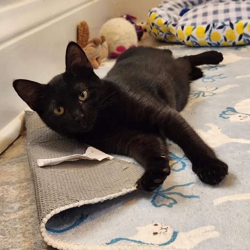 A young medium-sized female Black Domestic Short Hair cat named Octavia for adoption in Akron, OH