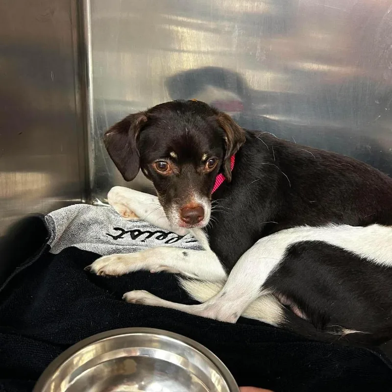 An adult small-sized male Black Mixed Breed dog named Boppidi for adoption in Fredericksburg, VA